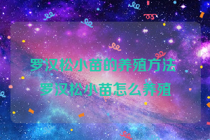 罗汉松小苗的养殖方法 罗汉松小苗怎么养殖