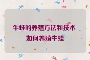 牛蛙的养殖方法和技术 如何养殖牛蛙